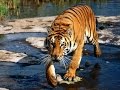 Download Дикая природа Самые опасные животные Азия National Geographic Wild In Mp4 3Gp Full HD Video