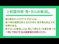 【薬草活用】しそ（紫蘇）の知っておきたい効能！健康のためにぜひ食べて欲しい｜＜田舎暮らし＞