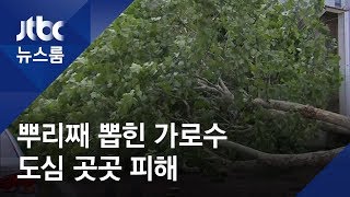 '빌딩 숲' 도심서 더 강했던 태풍…강남서 20m 가로수 뽑혀