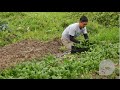 How Hong Kong's organic vegetables are grown