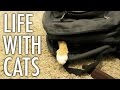 Life With Cats - Funny Compilation