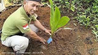 Tutorial Menanam Kelapa Genjah Entog