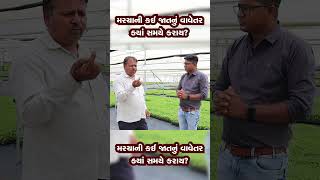 મરચાની કઈ જાત ક્યારે વાવવી? | marcha ni kheti