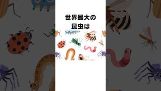 【雑学】昆虫に関する雑学５#shorts