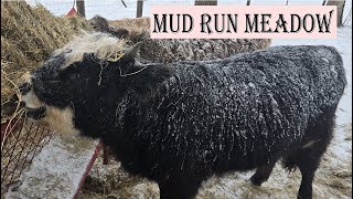 Thawing Mini Highland Cows | Snowy Farm Chores with Chickens, Ducks, \u0026 Bunnies