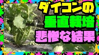 【大根の育て方】惨劇!!  垂直栽培で豊作の予定が…