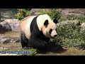 4 22シャンシャンもリーリーもタケノコ食べてる笑顔は別格の可愛さ！giantpanda @tokyo 上野動物園