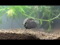 結構グロいタニシの食事 pond snail eat bog moss 2013.02.20