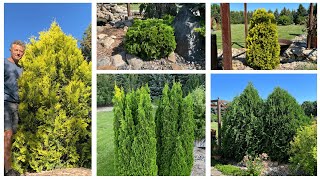 A Peek At My Arborvitae Collection: Bright Yellow, Deep Green, Globes & Pyramids