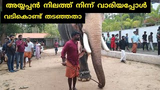 MANGALAMKUNNU AYYAPPAN l അയ്യപ്പൻ നിലത്ത് നിന്ന് വാരിയപ്പോൾ വടികൊണ്ട് തടഞ്ഞതാ