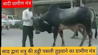 बादी मंत्र 🔥 साड द्वारा शत्रु की हड्डी पसली तुडवाने का ग्रामीण दिव्य मंत्र