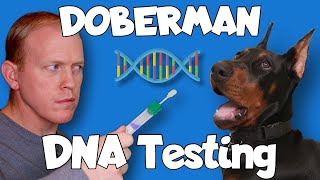 Doberman DNA Health Testing - Getting My Dog TESTED!