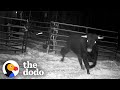 Cop Spends 8 MONTHS Trying To Catch An Escaped Beefalo | The Dodo Comeback Kids