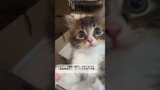 🐱ハンディがありますが、元気🐱　#メインクーン  #里親募集中子猫アゴはネコ