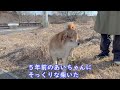 a samoyed dog falls in love with a girl and travels back in time to encounter ai tan the shiba ...