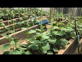 34 DAYS EMPEROR GREEN CUCUMBER IN GREENHOUSE