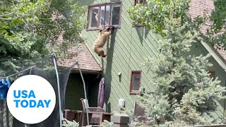 Mission im-paw-sible! Bear channels Tom Cruise during home escape | USA TODAY