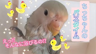 【コザクラインコ】キレイ好きちっちゃんシリーズ①水浴び編～クマさんプールでパシャパシャ！～