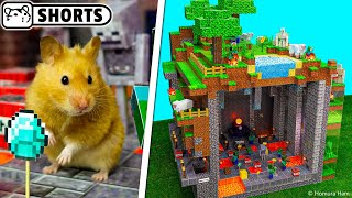 Minecraft Cube hamster maze ep.2 #Shorts 🐹 Minecraft Dungeons 🐹 Homura Ham