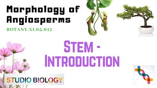 BOTANY.XI.05.012 - Morphology of Angiosperms - Stem - Introduction