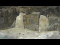 ヒゲペンギン vs アデリーペンギン 名古屋港水族館 2017年11月18日