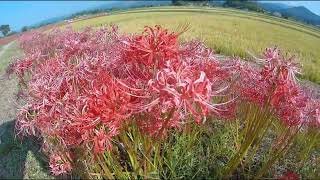 2022-10-2　鹿児島県大口市　彼岸花