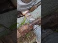 Removing a 3/4 galvanized nipple from older home.