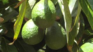 Garden Vigor Maximizes Plant Health for all of your Choice Plants