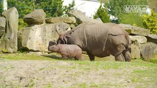 Nosorożec indyjski / Warszawskie ZOO