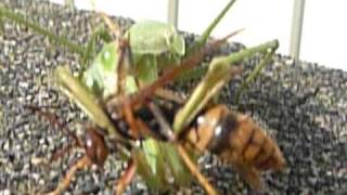 弱肉強食　カマキリに食べられる蜂