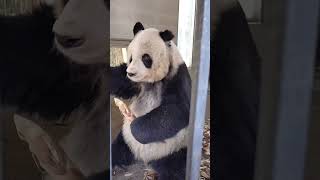 Nanny introducing grandpa GaoGao. He was rescued by villagers when he was about 2years old🐼🐼