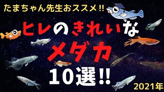 ヒレのきれいなメダカ１０選