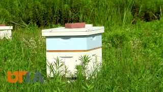 Bee Research