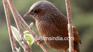 Streaked Laughing Thrush is a common hill station bird of the Himalaya, trilling away in shrubbery