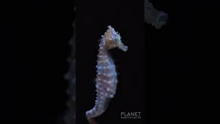 Male seahorse gives birth