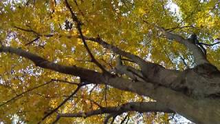 紅葉の森　グランドフィナーレ　③　福智山ろく花公園　福岡県直方市永満寺