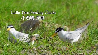 小燕鷗-育雛/Little Tern-Feeding Chicks