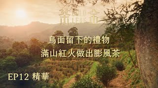 【茶金】烏面留下的禮物 滿山紅火做出膨風茶｜EP12 精華 Gold Leaf