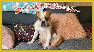 【ブルドッグ】竹子のプチ反抗期をご覧ください