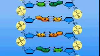 Hybridization and genetic probes