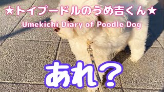 あれ？ ★トイプードルのうめ吉くん（788日目)★Umekichi Diary of Poodle Dog