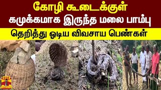 கோழி கூடைக்குள் கமுக்கமாக இருந்த மலை பாம்பு... தெறித்து ஓடிய விவசாய பெண்கள் | Snake