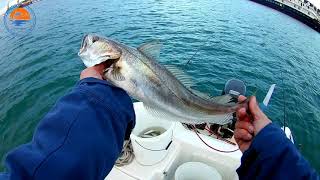 Fishing in Croatia - Mali Losinj - European hake - Oslić \u0026 Bonito