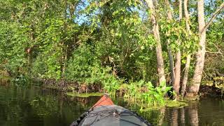 Cardinal Flower and Beaver on the Musconetcong River 081223