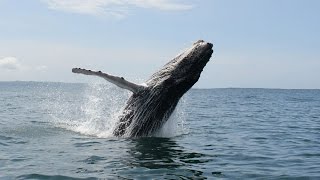 Tour de BALLENAS 🐋 , Costa Ballena 🐳 Costa Rica 🇨🇷 HD.