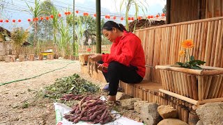 Day 50 of building the dream garden: Planting lots of sweet potatoes to prepare for raising pigs