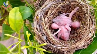 Strange movement of little young babies of birds @BirdPlusAnimals