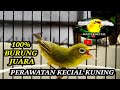 PERAWATAN KECIAL KUNING BIAR CEPAT BUKA PARUH | MASTER KECIAL