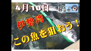 【魚市場情報】伊勢湾の漁師が捕獲してる”魚を狙う情報”　第五弾”！