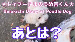 あとは？ ★トイプードルのうめ吉くん(1532日目)★Umekichi Diary of Poodle Dog